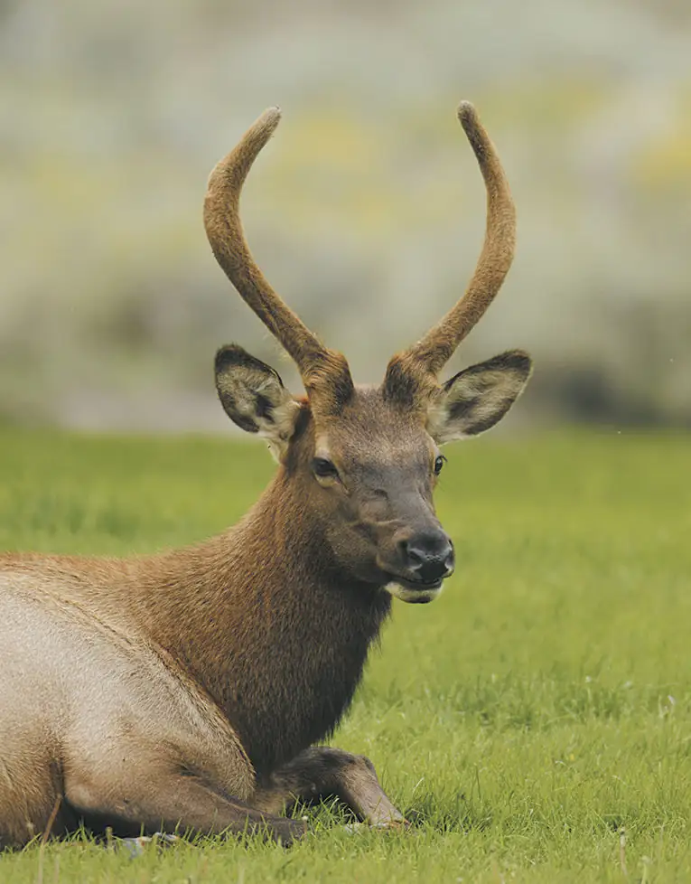 The Montana Stockgrower’s Association and Montana Public Lands Council have expressed their support to delist the bacteria that causes brucellosis from the USDA’s Select Agent and Toxin List. Brucellosis-infected elk continue to be a growing problem for cattle producers.