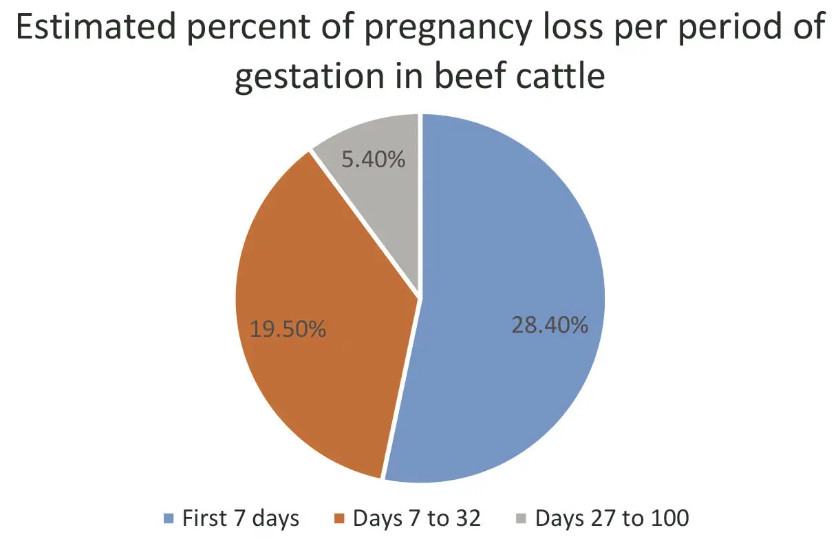Non-infectious pregnancy loss in cows