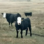 Fall is the time for cattle producers to make herd management decisions.