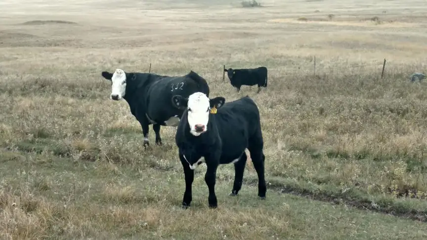Fall is the time for cattle producers to make herd management decisions.