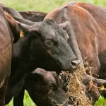 Exposing calves to dry feedstuffs before transitioning to the feedlot can help them adjust to new feed when entering a new environment and routine.