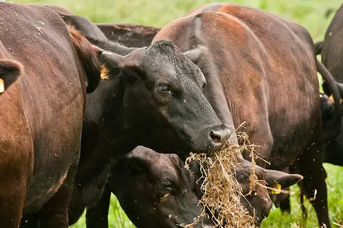 Exposing calves to dry feedstuffs before transitioning to the feedlot can help them adjust to new feed when entering a new environment and routine.