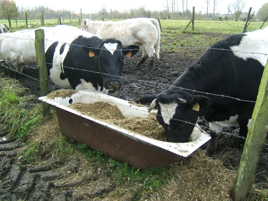 Corn Silage
