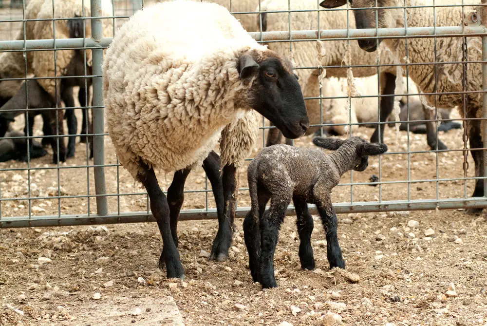 Pregnancy toxemia is often seen in the last weeks of gestation.