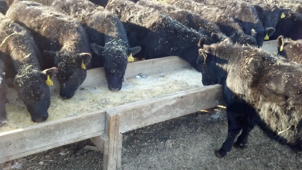 These calves are receiving supplementation during the corral weaning process.