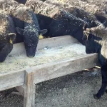 These calves are receiving supplementation during the corral weaning process.