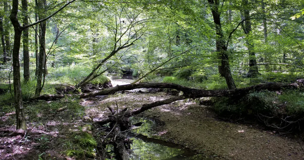 This floodplain in the southeastern U.S. can preserve pollen for land use reconstruction.
