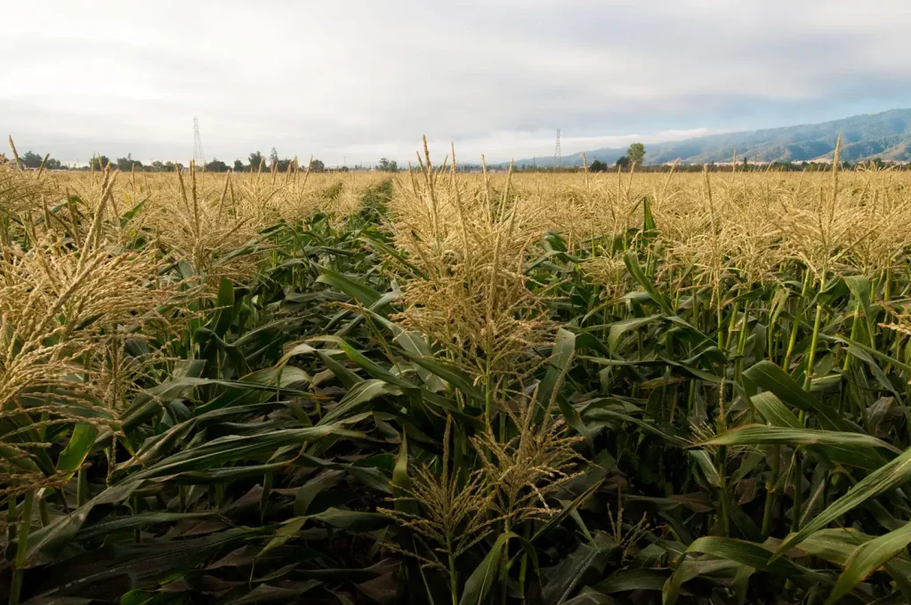 Cornfields ready for harvesting on Uesugi Farms in Gilroy