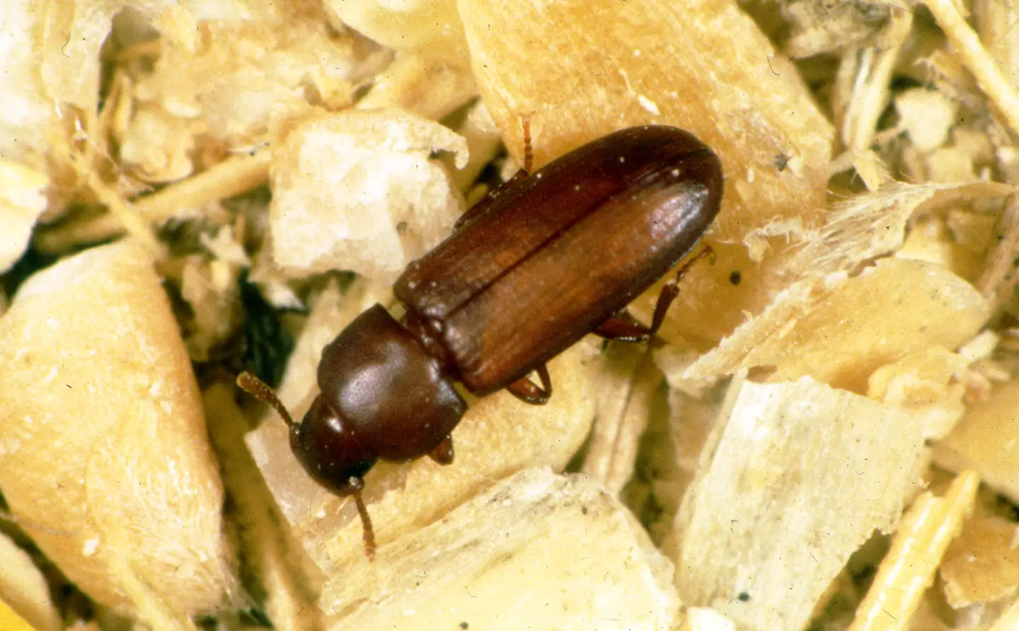Researchers develop material that delivers targeted, lethal rations to insect pests