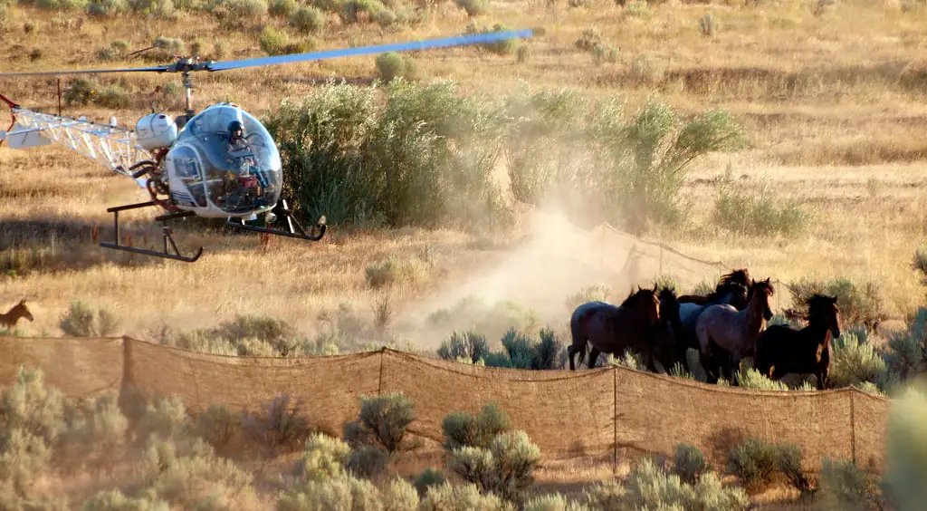 August 2010 Wild Horse Gather by the Bureau of Land Management at the Stinkingwater Herd Management Area near Burns