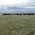 Cattle management during drought is about minimizing herd total weight to match reduced forage while maintaining calf numbers. Producers should consider selling older