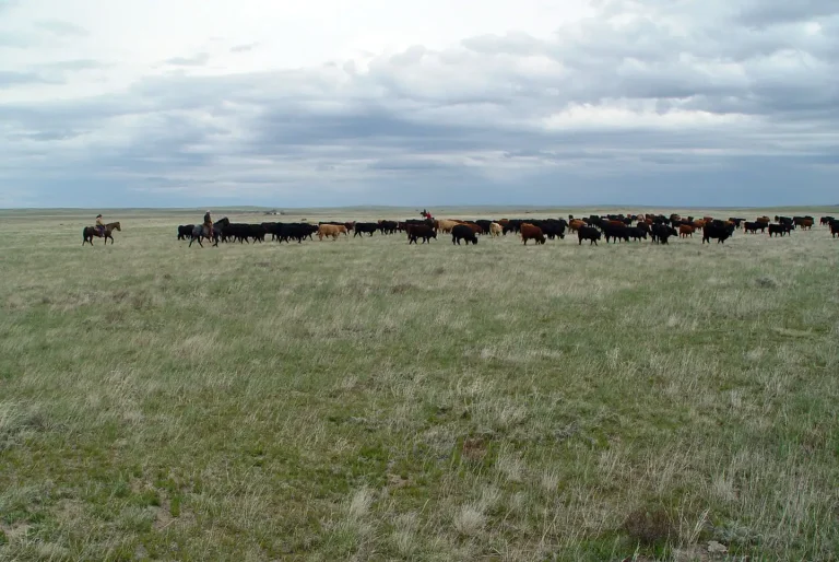 Cattle management during drought is about minimizing herd total weight to match reduced forage while maintaining calf numbers. Producers should consider selling older