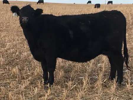 Cow and calf sizes: A lesson in basic cow economics