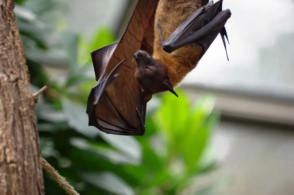 Vampire bats kill Peru Cattle