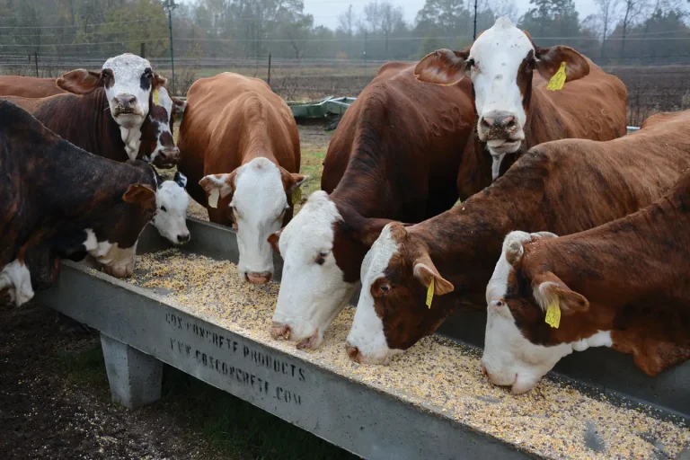 Cattle producers should be mindful of parasites in their herd. If populations grow and become a problem