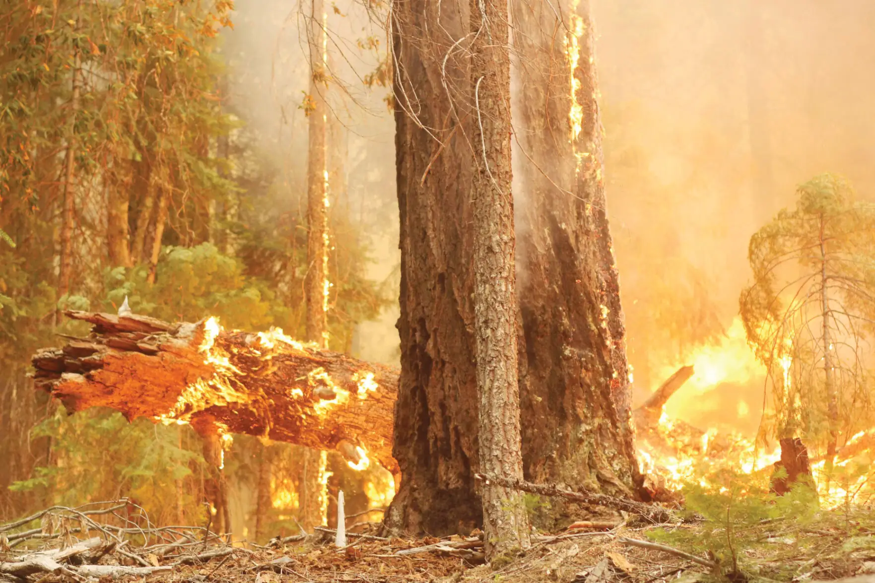 California brainstorms wildfire solutions