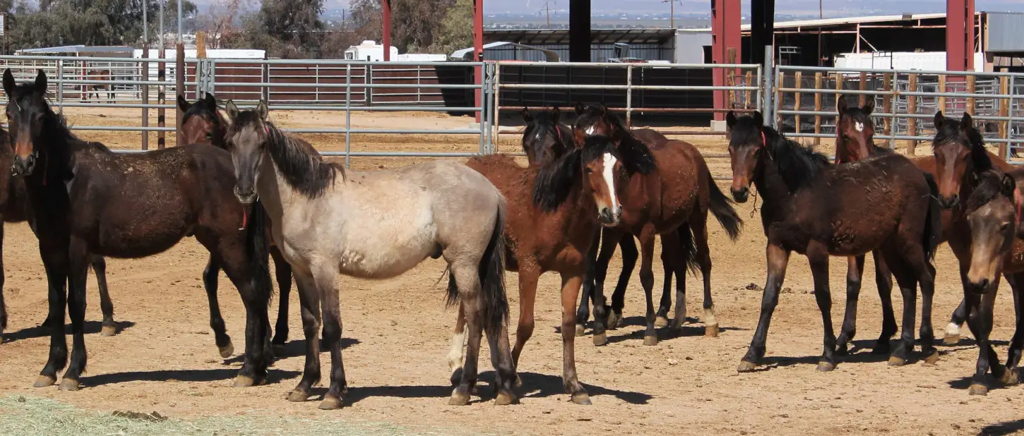Legal Ledger Brief: Comments due July 1 for wild horse management