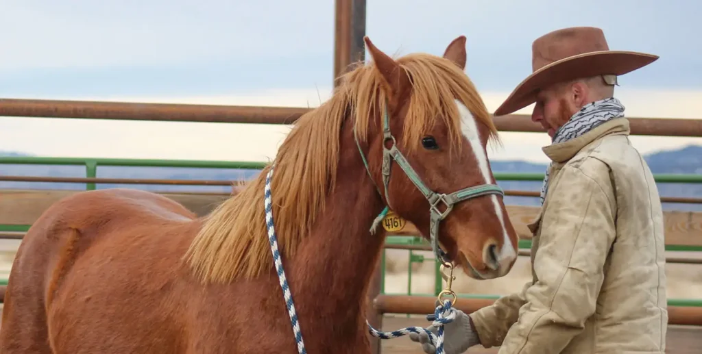 The grassroots Beaty Butte Wild Horse Training Facility is trying to add value mustangs gathered from the range to provide the public with adoptable horses that are really something special. Head trainer Catlin Martin has gentled and started hundreds of ranch colts under saddle using low-stress