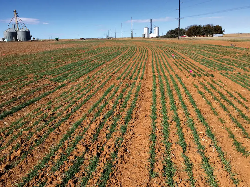 Barley trials near Dimmitt