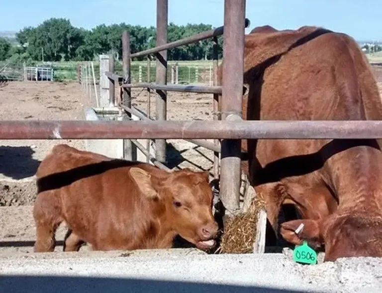 A young nursing calf needs access to solid feed and water almost from birth.