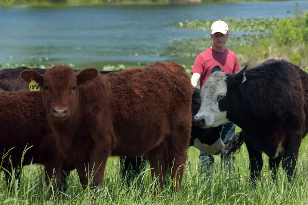 Cattle raised by Bruce Johnson at Dragonfly Farm roam the pasture in Beaverdam
