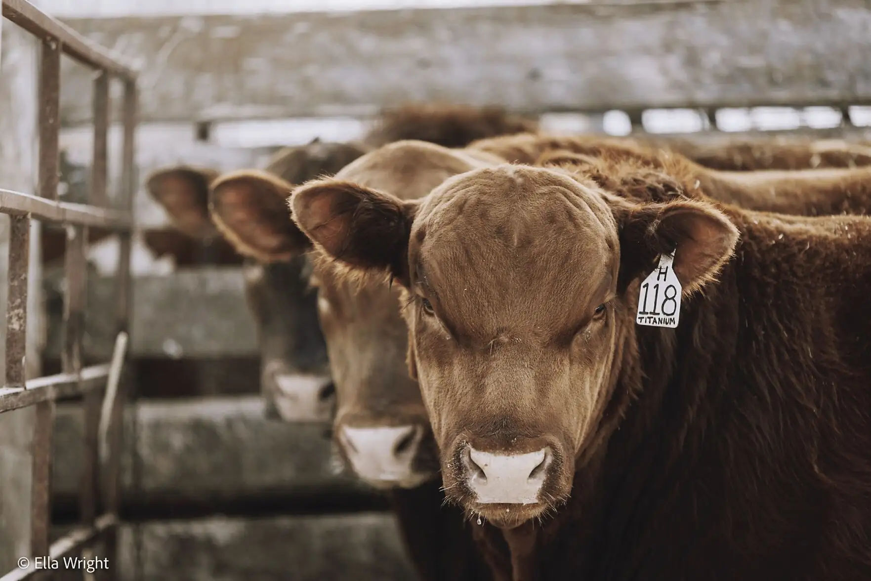 Proper nutrition is important in development of bulls