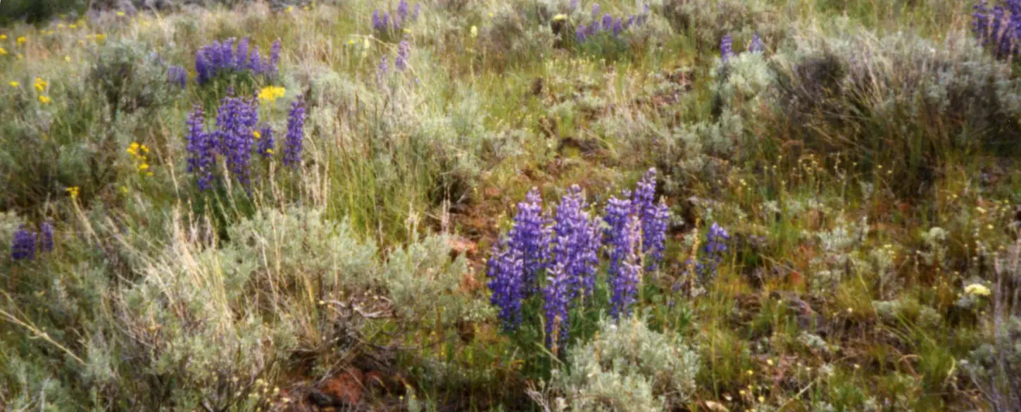Beware lupine in pastures with pregnant cows