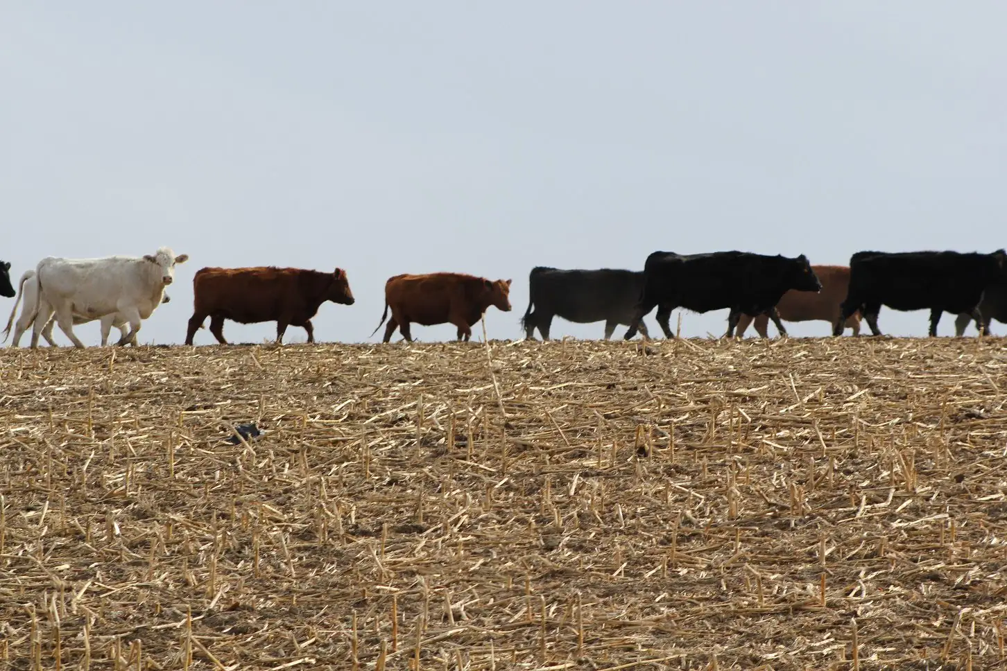 Crop Residue Exchange connects cattle producer with available forage