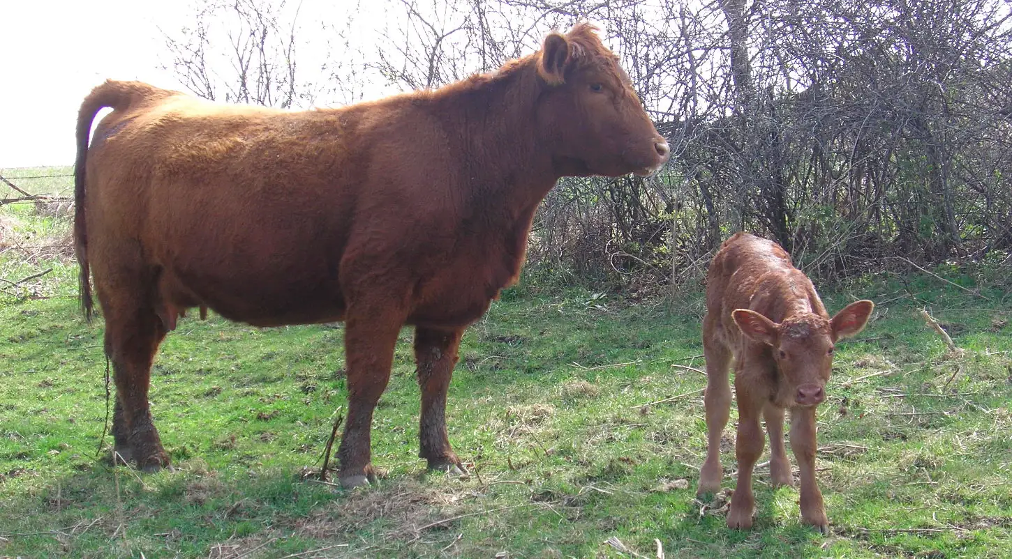 Trick your cows into calving in daylight hours