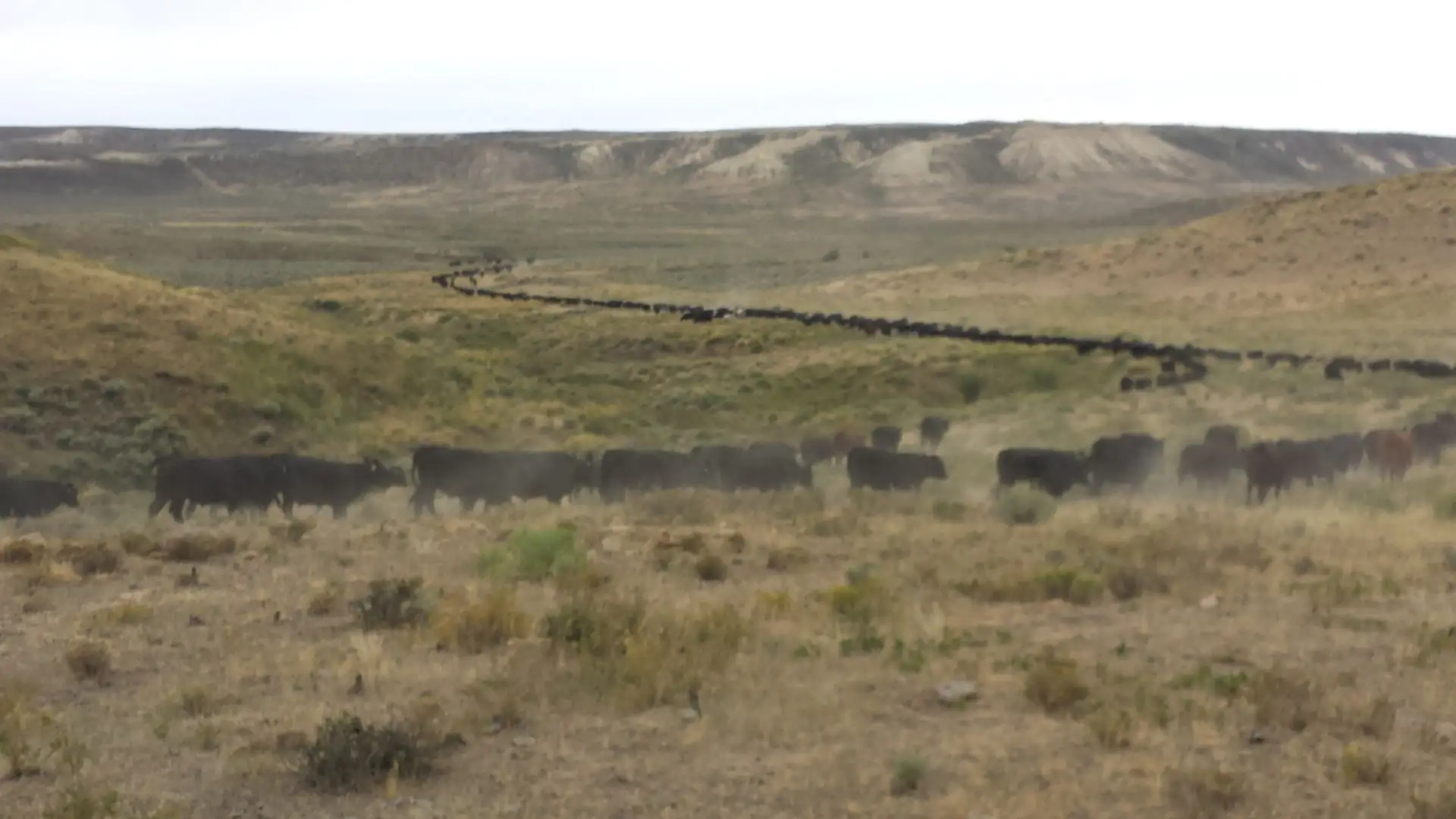 Outcome-based grazing offers flexibility