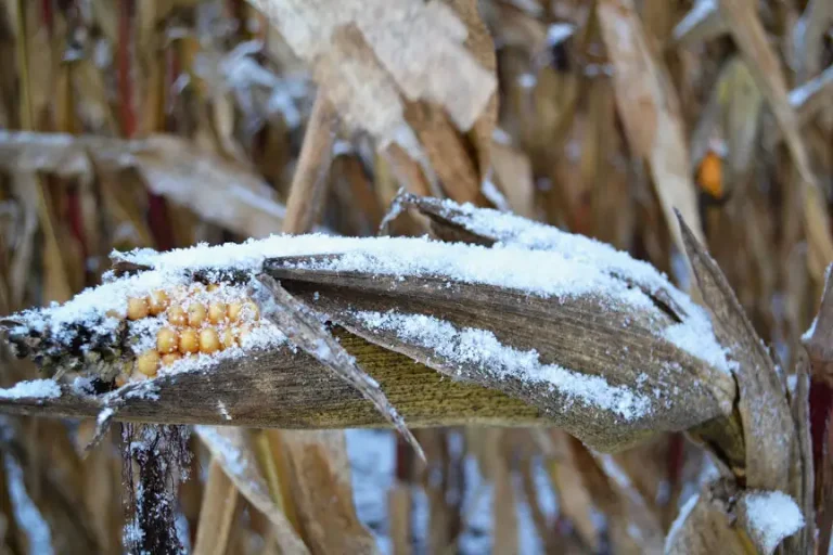 Some forages can be hazardous after a freeze