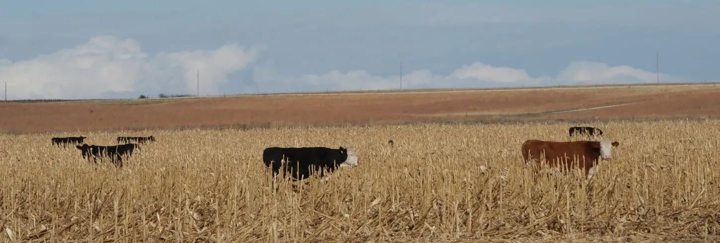 Utilize Corn Stalks for Grazing