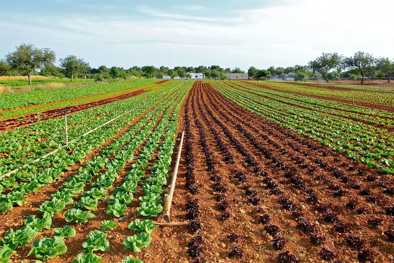 DACA decision could impact ag labor