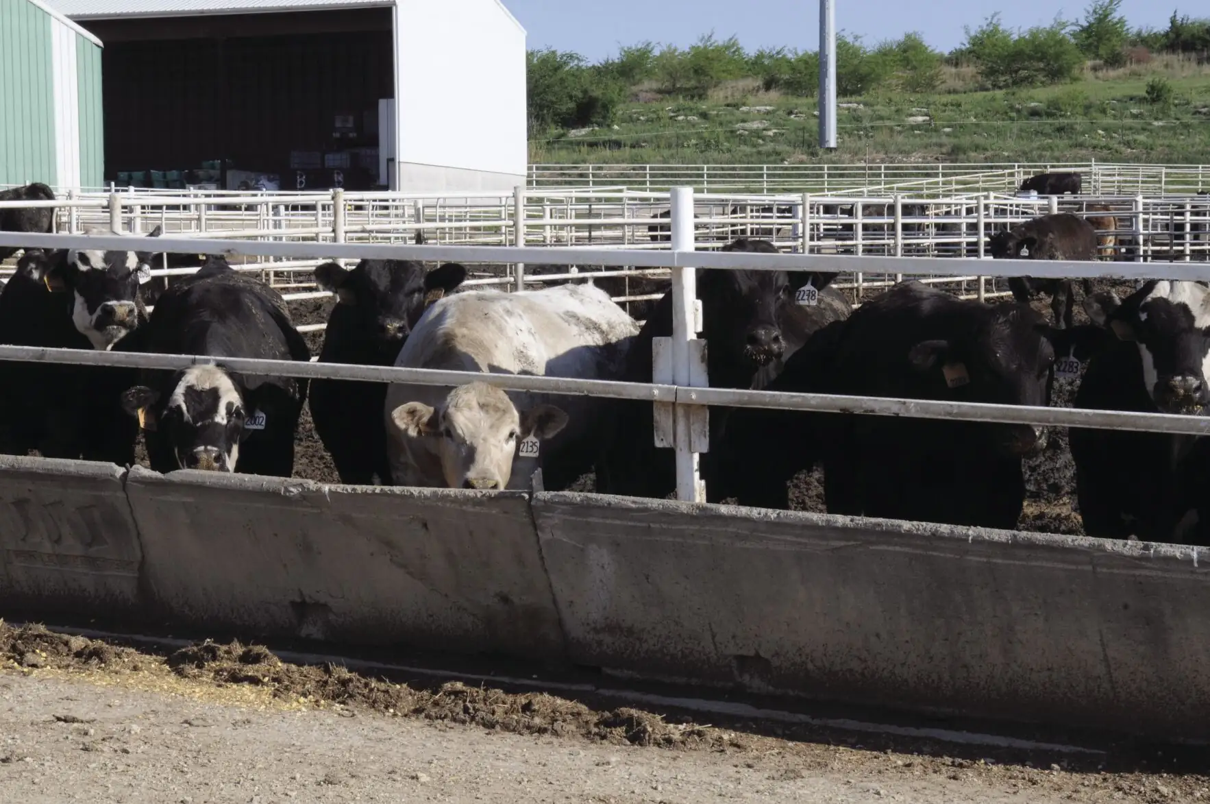 Story Short: Sustainable Beef plant gains land approval