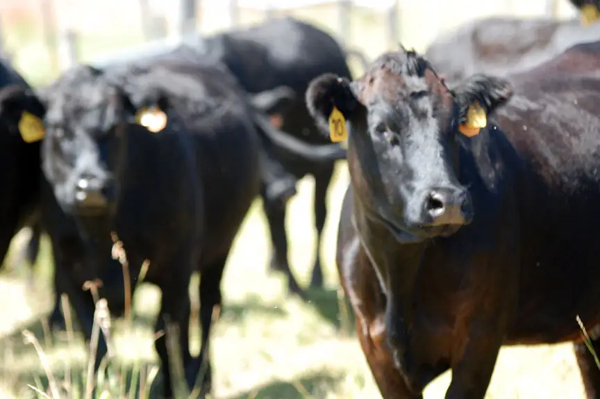 Invest in information to invest in your ranch’s future