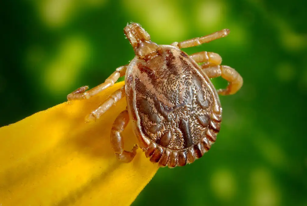 Vet's Perspective: Zoonotic diseases in the West