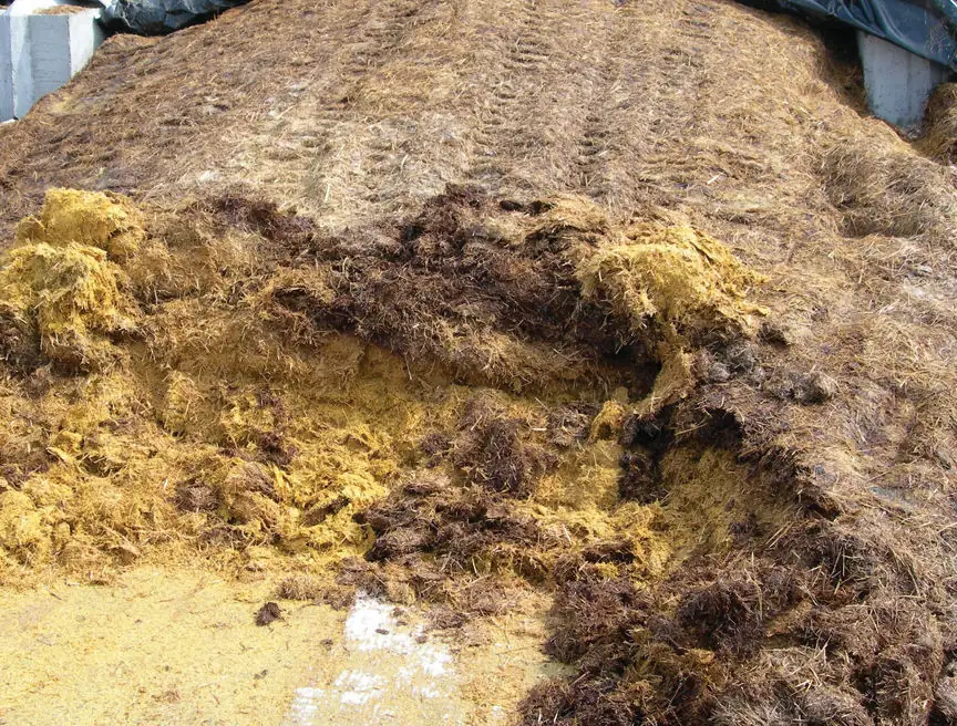 A mix of hay and wet distillers grains stored in a bunker. Since most of the Central Plains is in on-going and worsening drought