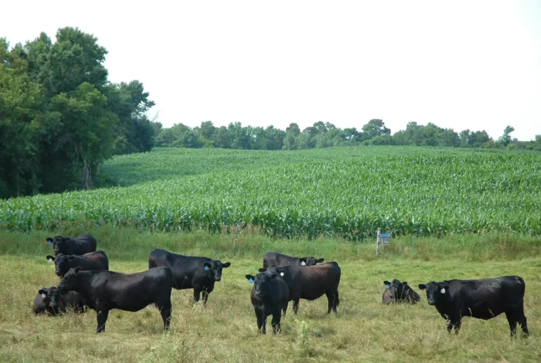 Black Angus cattle on summer pasture in Minnesota.