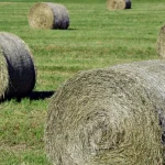 How much hay do I need to feed?