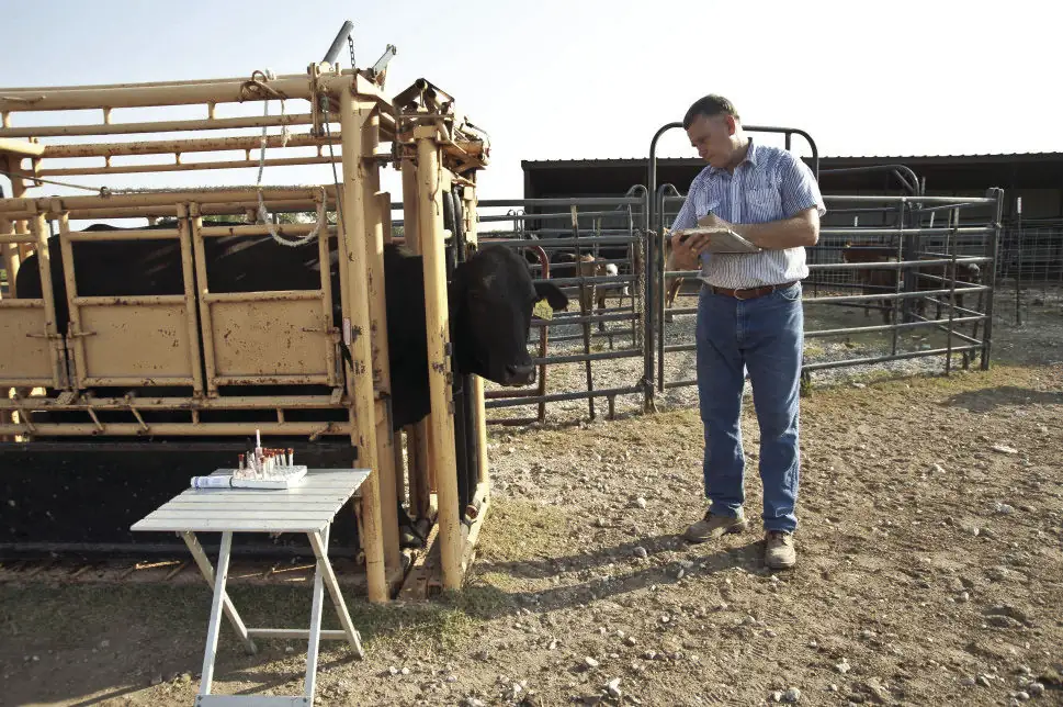 A veterinarian inspects cattle. Providing pain control prior to and following surgical procedures is becoming more commonly accepted—and requested—by producers for their food animals.