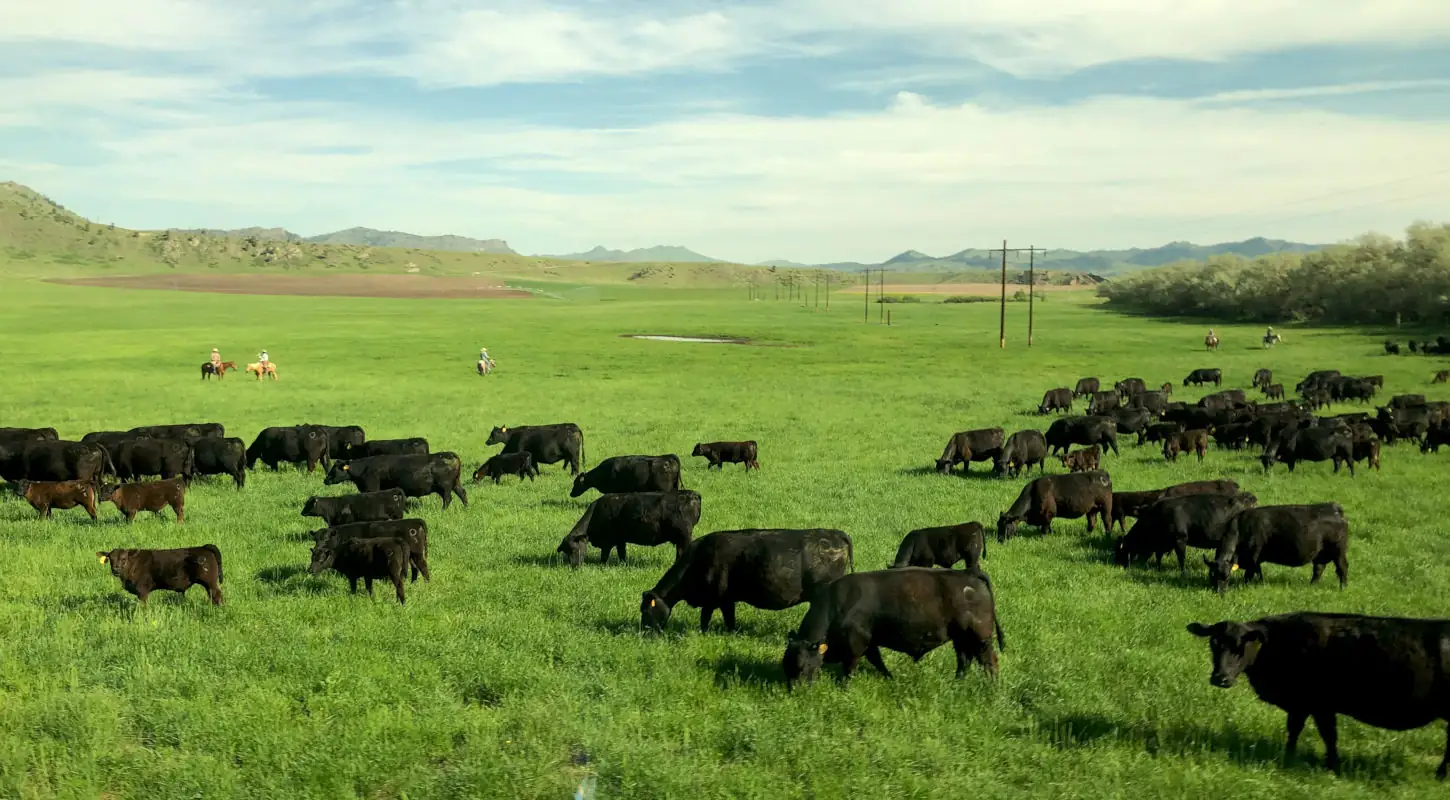 Possibility of a more precise way to manage herds