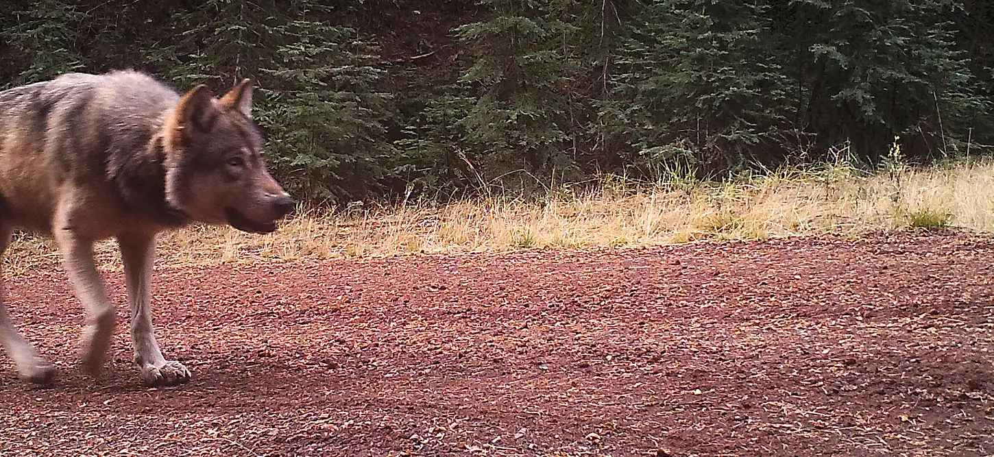 Problem wolves plague Oregon ranchers