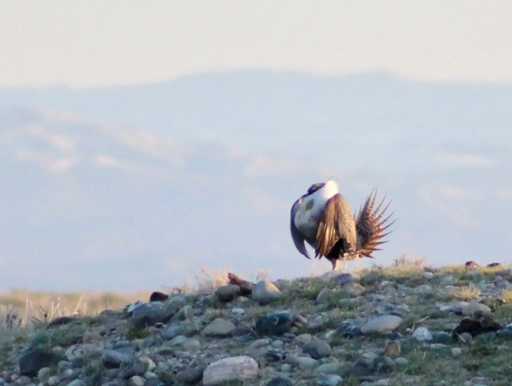 A male greater sage-grouse prances atop a ridge of sagebrush on the Wind River Reservation in Wyoming.