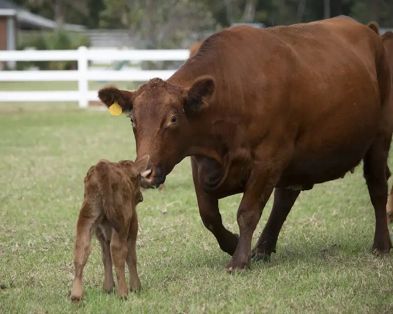 Red Angus: A cattle breed of firsts