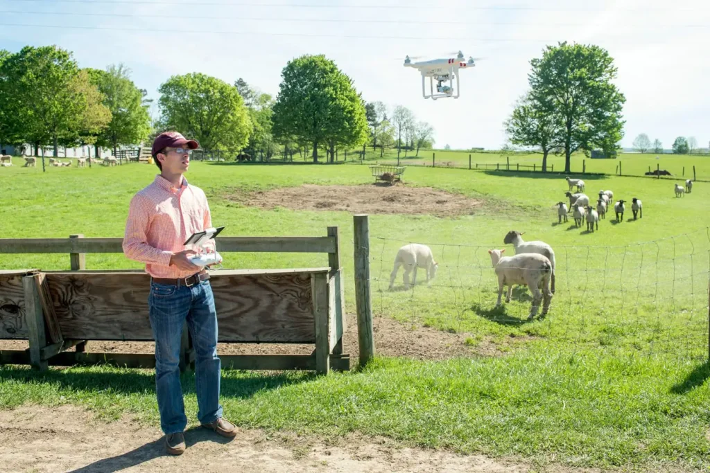 Andrew Weaver pilots a drone to test the herd’s sensitivity to the device.