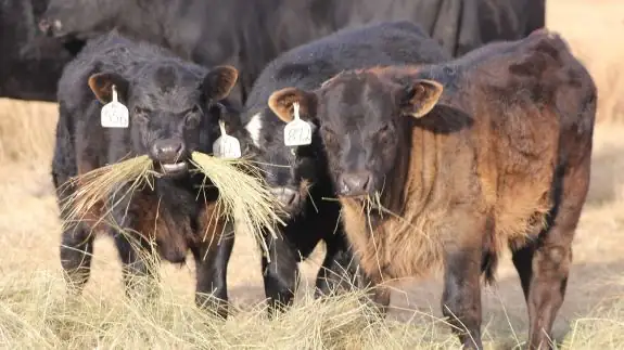 Winter hay feeding considerations