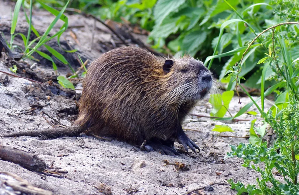 A nutria. Note the pale muzzle with white whiskers and the thin