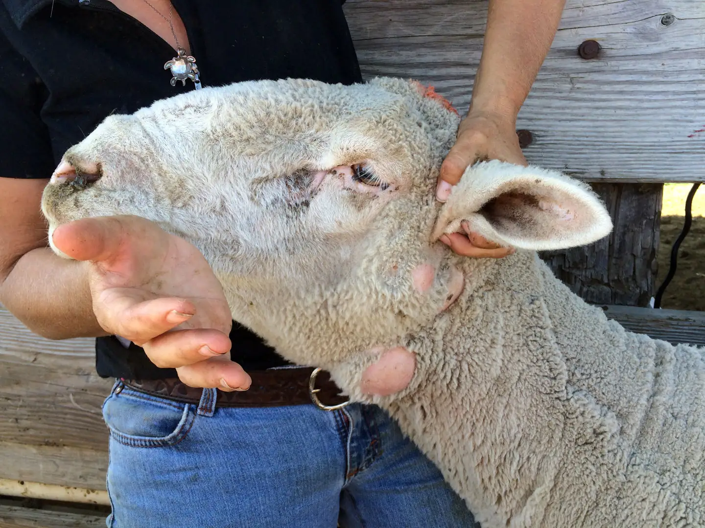 Biosecurity advice for sheep shearers