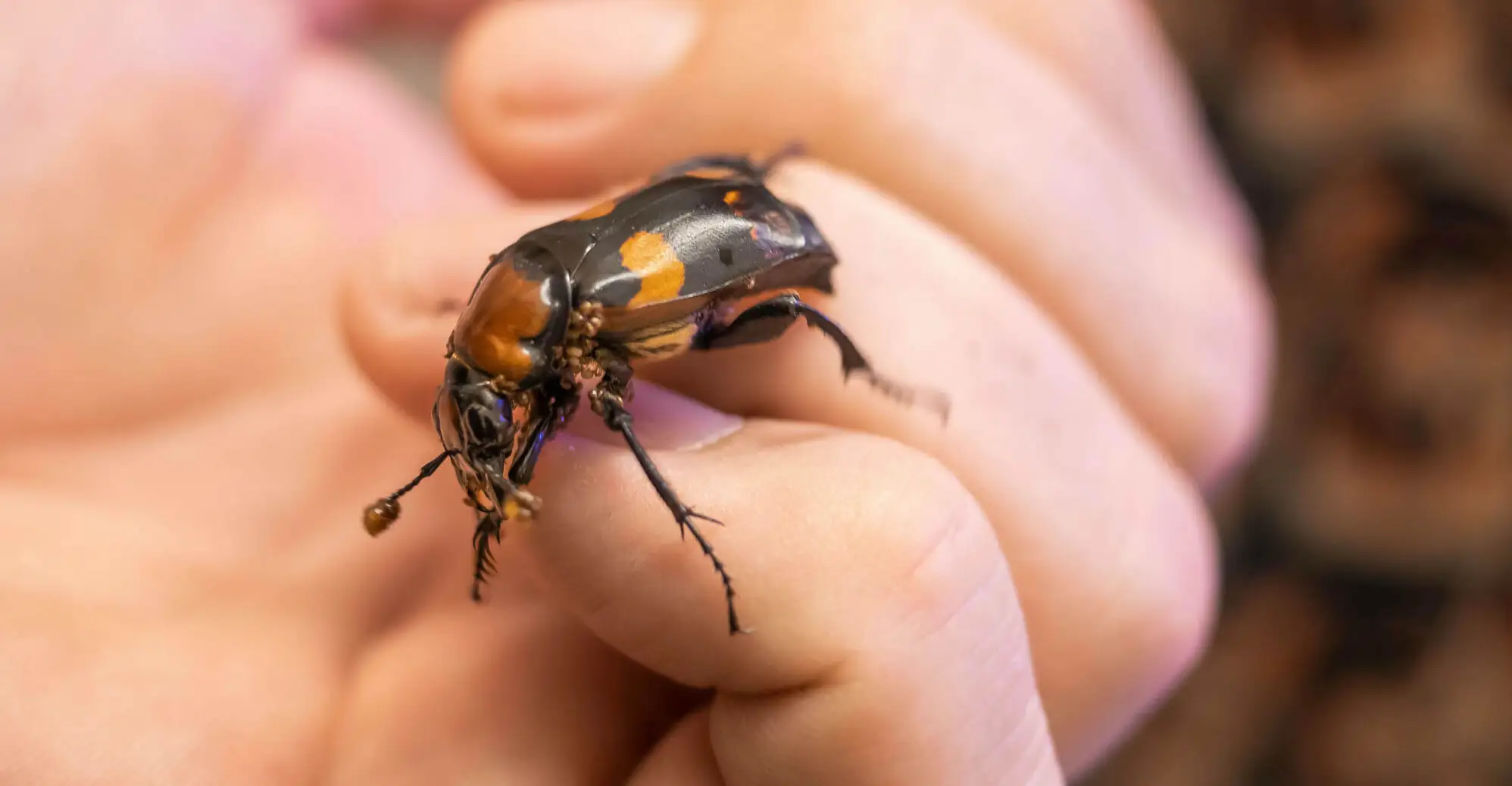 Beetle saliva shows potential to create meat preservation techniques