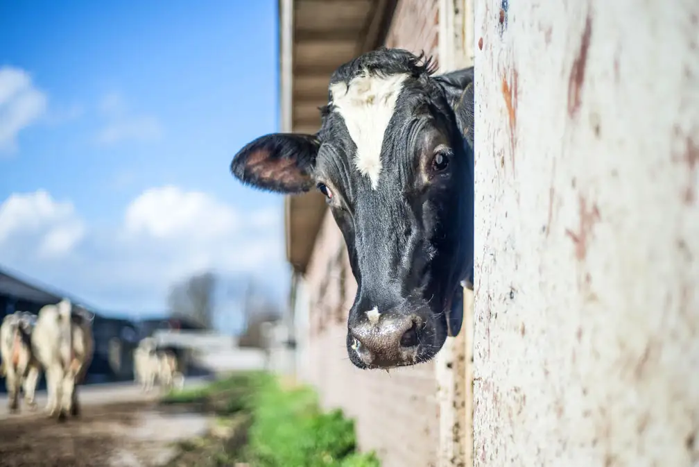 All dairy cattle will eventually be beef.